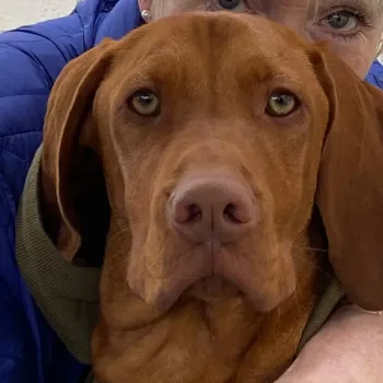 Frank the Vizsla